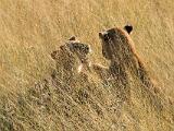 Africa 054 : Africa, Animal, Botswana, Lion, Mammal, Okavango, Vumbura Plains